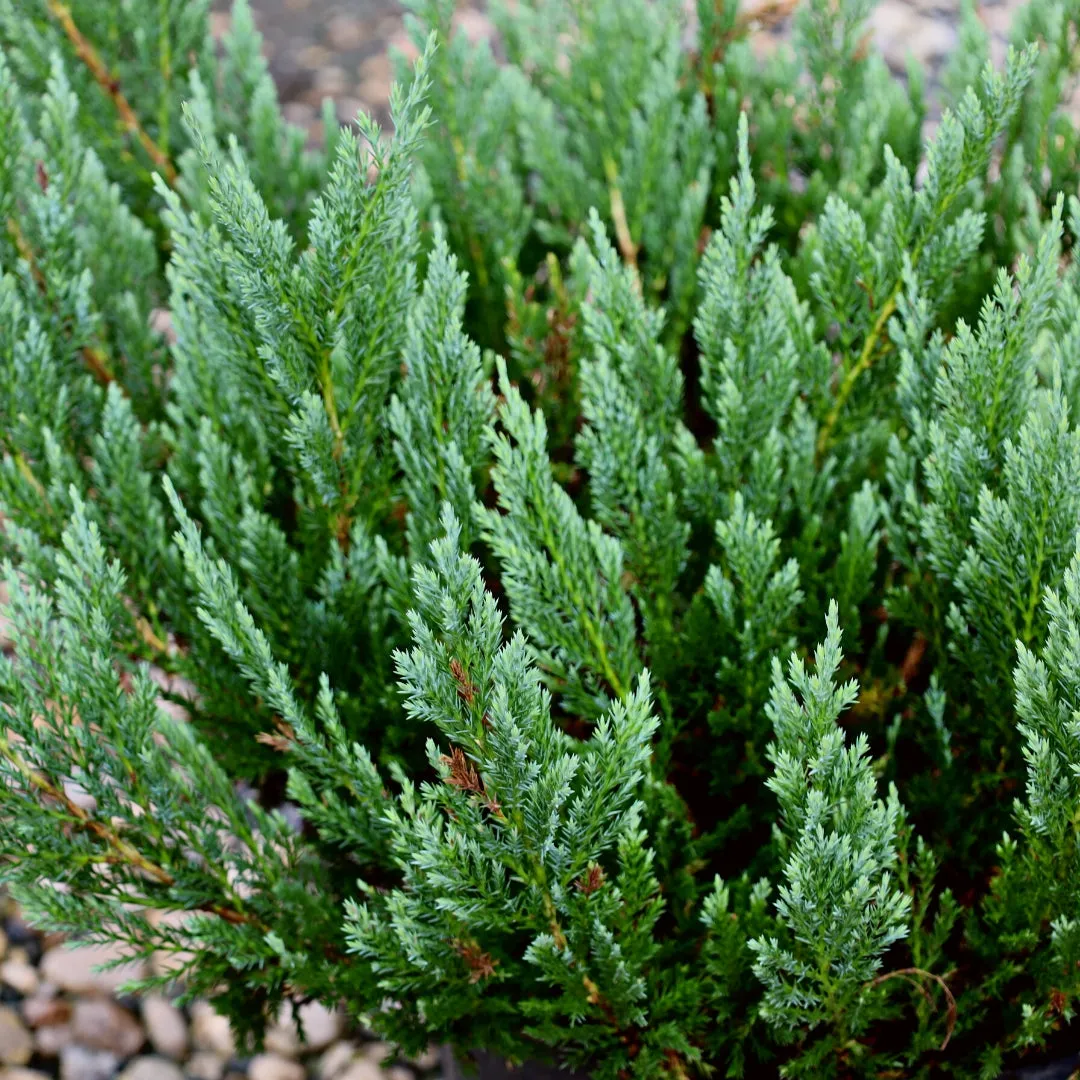 Blue Chip Juniper