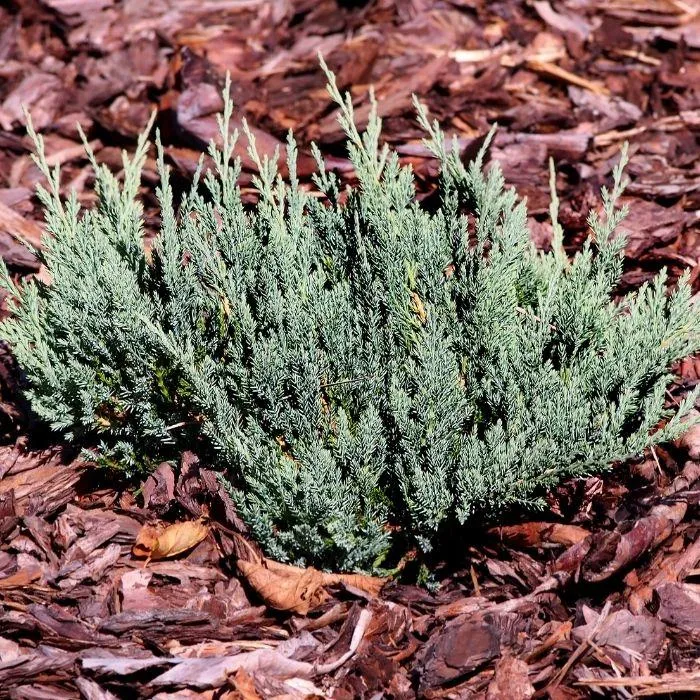 Blue Chip Juniper