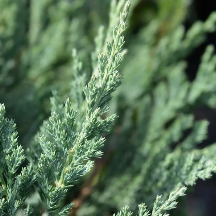 Blue Chip Juniper